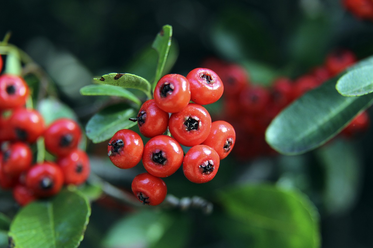 球隊整體運 球隊整體運